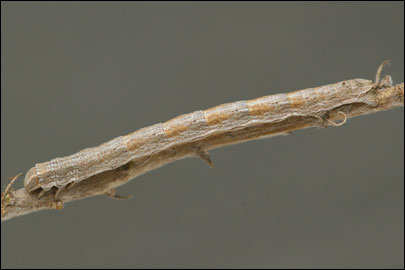 Aspitates mundataria (Stoll, 1782) - �������� �������