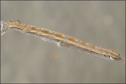 Aspitates mundataria (Stoll, 1782) - �������� �������