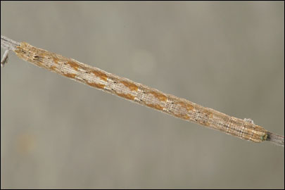Aspitates mundataria (Stoll, 1782) - �������� �������