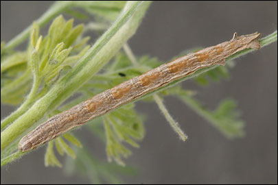 Aspitates mundataria (Stoll, 1782) - �������� �������