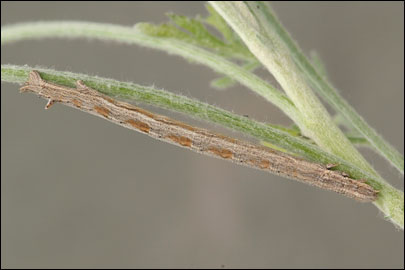 Aspitates mundataria (Stoll, 1782) - �������� �������