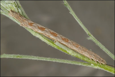 Aspitates mundataria (Stoll, 1782) - �������� �������