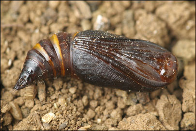 Aspitates mundataria (Stoll, 1782) - �������� �������