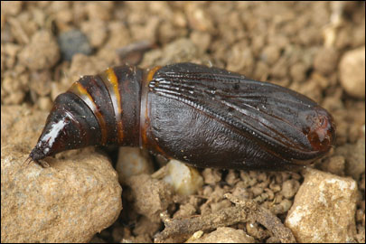 Aspitates mundataria (Stoll, 1782) - �������� �������