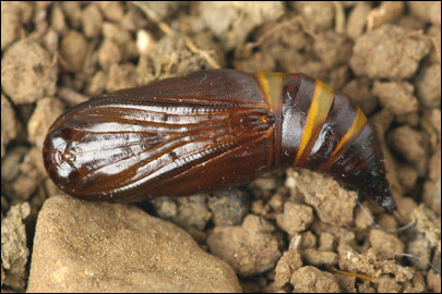Aspitates mundataria (Stoll, 1782) - �������� �������
