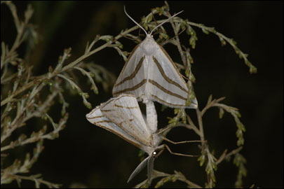 Aspitates mundataria (Stoll, 1782) - �������� �������