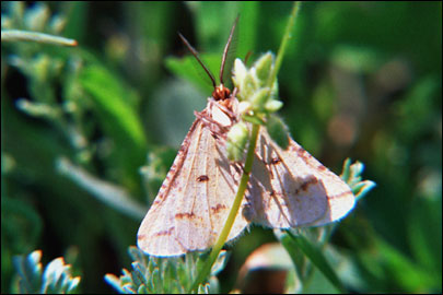 Aspitates ochrearia (Rossi, 1794) - �������� ---