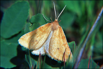 Aspitates ochrearia (Rossi, 1794) - �������� ---