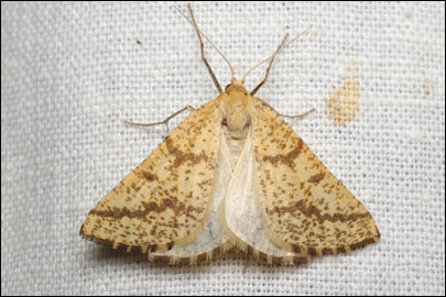 Aspitates ochrearia (Rossi, 1794) - �������� ---