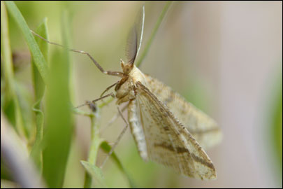 Aspitates ochrearia (Rossi, 1794) - �������� ---