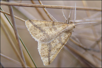 Aspitates ochrearia (Rossi, 1794) - �������� ---
