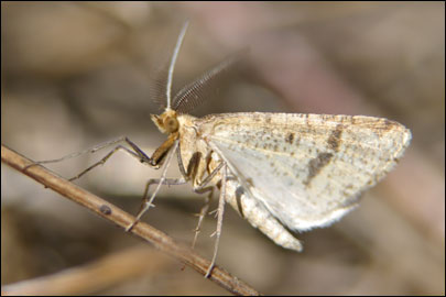 Aspitates ochrearia (Rossi, 1794) - �������� ---