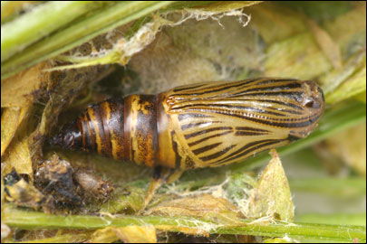 Aspitates ochrearia (Rossi, 1794) - �������� ---