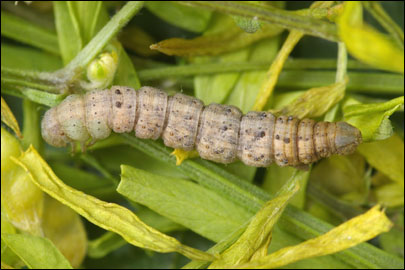 Aspitates ochrearia (Rossi, 1794) - �������� ---