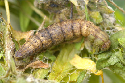 Aspitates ochrearia (Rossi, 1794) - �������� ---