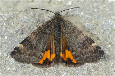 Boudinotiana notha (Hubner, [1803]) - ��������� ��������