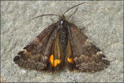 Boudinotiana notha (Hubner, [1803]) - ��������� ��������