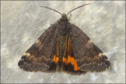 Boudinotiana notha (Hubner, [1803]) - ��������� ��������