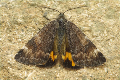 Boudinotiana notha (Hubner, [1803]) - ��������� ��������