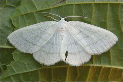 Cabera pusaria (Linnaeus, 1758) - Пяденица бледная