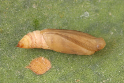 Casilda antophilaria (Hubner, [1813]) -  
