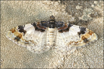 Catarhoe cuculata (Hufnagel, 1767) - Пяденица бело-бурая