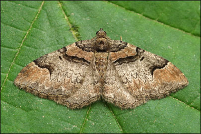 Catarhoe rubidata ([Denis & Schiffermuller], 1775) - �������� �������������