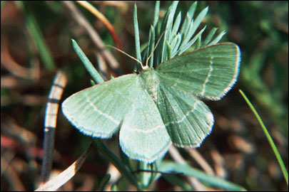 Chlorissa viridata (Linnaeus, 1758) - Пяденица зелёная