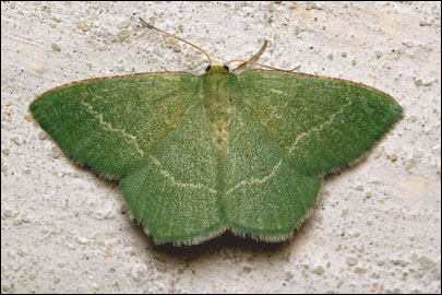 Chlorissa viridata (Linnaeus, 1758) - Пяденица зелёная