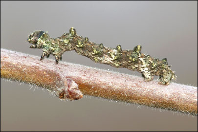Cleorodes lichenaria (Hufnagel, 1767) - Пяденица лишайная