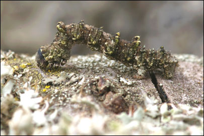 Cleorodes lichenaria (Hufnagel, 1767) - Пяденица лишайная