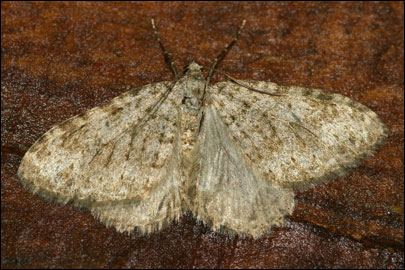 Coenotephria ablutaria (Boisduval, 1840) - �������� ������