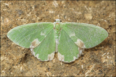 Comibaena bajularia ([Denis & Schiffermuller], 1775) -  