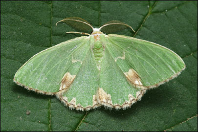 Comibaena bajularia ([Denis & Schiffermuller], 1775) -  