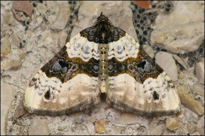 Cosmorhoe ocellata (Linnaeus, 1758) -  