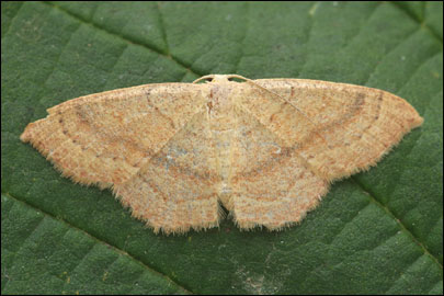 Cyclophora punctaria (Linnaeus, 1758) - �������� ��������