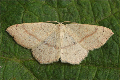 Cyclophora punctaria (Linnaeus, 1758) - �������� ��������