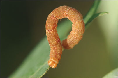 Cyclophora puppillaria (Hubner, [1799]) - Пяденица зрачковая