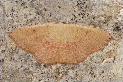 Cyclophora puppillaria (Hubner, [1799]) - Пяденица зрачковая