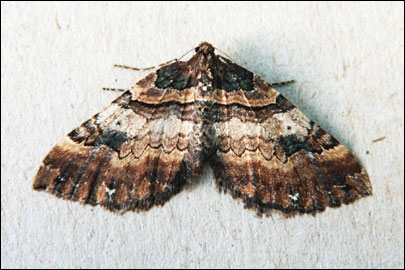 Earophila badiata ([Denis & Schiffermuller], 1775) - �������� ��������