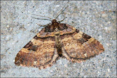 Earophila badiata ([Denis & Schiffermuller], 1775) - �������� ��������