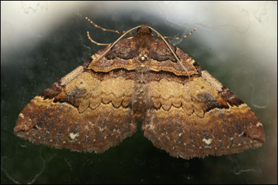 Earophila badiata ([Denis & Schiffermuller], 1775) - �������� ��������