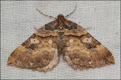 Earophila badiata ([Denis & Schiffermuller], 1775) - �������� ��������