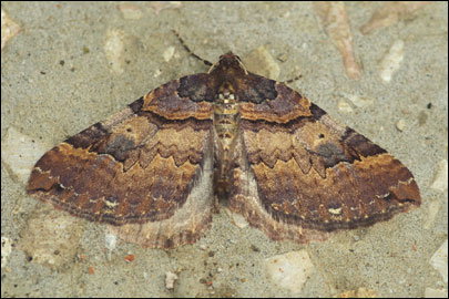 Earophila badiata ([Denis & Schiffermuller], 1775) - �������� ��������