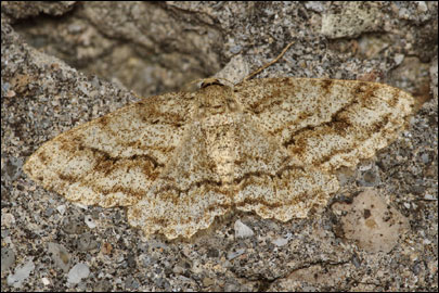 Ectropis crepuscularia ([Denis & Schiffermuller], 1775) - �������� ����������