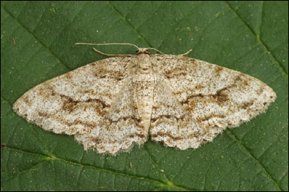 Ectropis crepuscularia ([Denis & Schiffermuller], 1775) - �������� ����������
