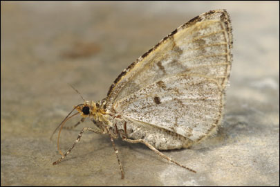 Electrophaes corylata (Thunberg, 1792) - �������� �������