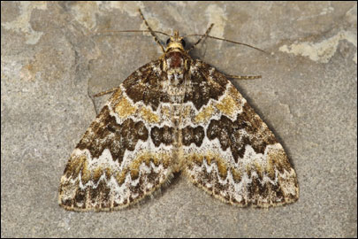 Electrophaes corylata (Thunberg, 1792) - �������� �������