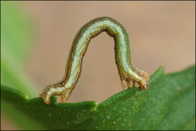 Ematurga atomaria (Linnaeus, 1758) -  