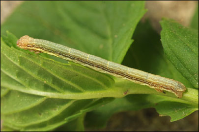 Ematurga atomaria (Linnaeus, 1758) -  